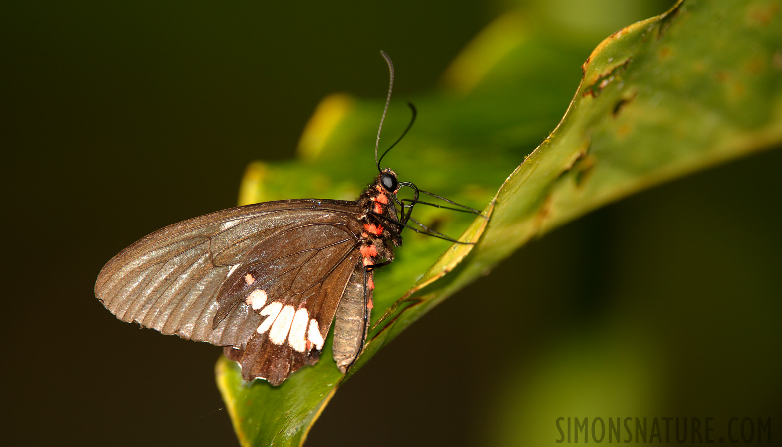 Papilio anchisiades idaeus [400 mm, 1/60 sec at f / 4.0, ISO 250]